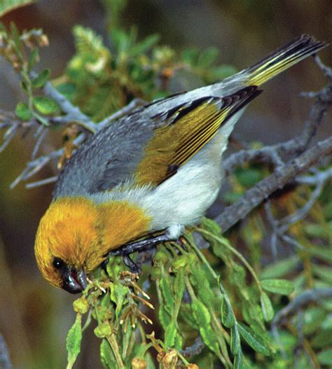 More firebreaks sought to protect palila habitat on Maunakea - Hawaii Tribune-Herald