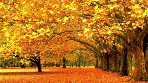 fall, Nature, Yellow, Leaves, Seasons, Trees Wallpapers HD / Desktop ...