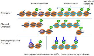 Chromatin Remodeling | What is Epigenetics?