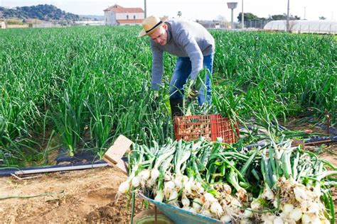 Farmer Harvesting Green Onions on Vegetable Plantation in Spring Stock Image - Image of ...