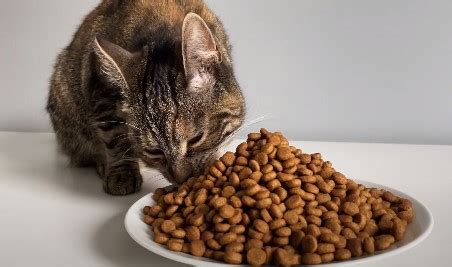 Dry Cat Foods: Good or Bad?