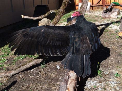 Shady Creek Outdoor School & Event Center - Raptor Barn