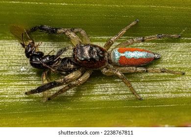 3,100 Araneomorphae Spiders Images, Stock Photos & Vectors | Shutterstock