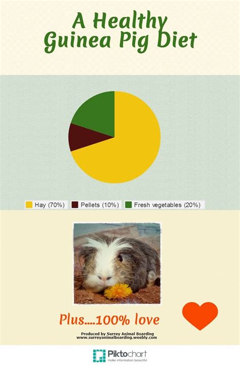 Guinea Pigs Diet Chart