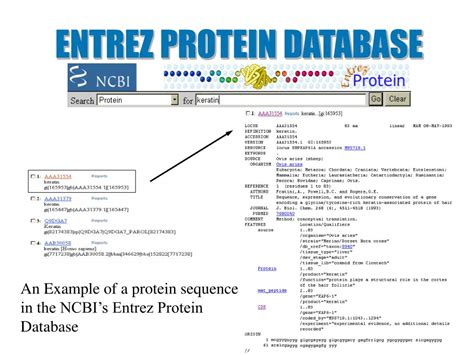 PPT - PROTEIN DATABASE PowerPoint Presentation, free download - ID:3358882