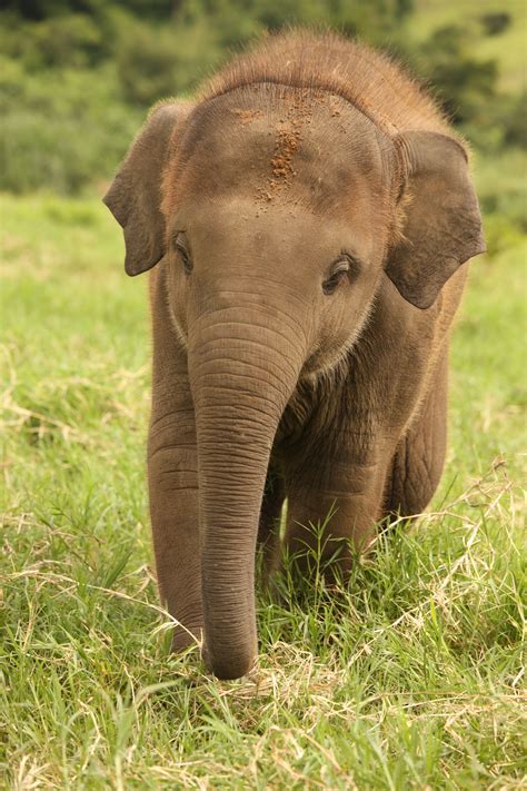 Thailand Travel Experiences | Rickshaw Travel | Elephant nature park ...