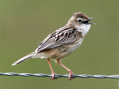 Zitting Cisticola - eBird