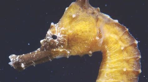 Male Seahorse Anatomy