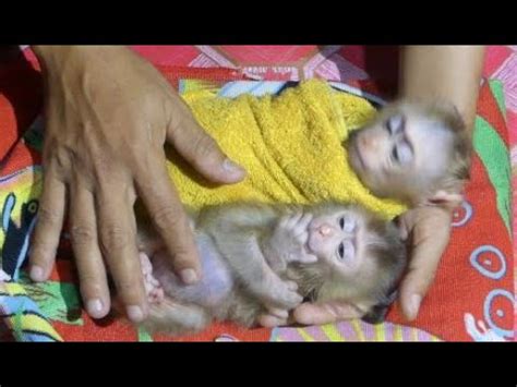 Baby Monkey Kaka & Baby Monkey Yaya their father is comforting them to ...