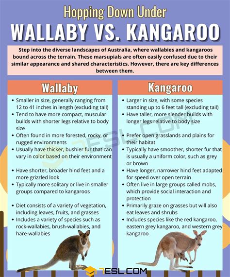 Wallaby vs. Kangaroo: The Difference between Wallaby and Kangaroo • 7ESL