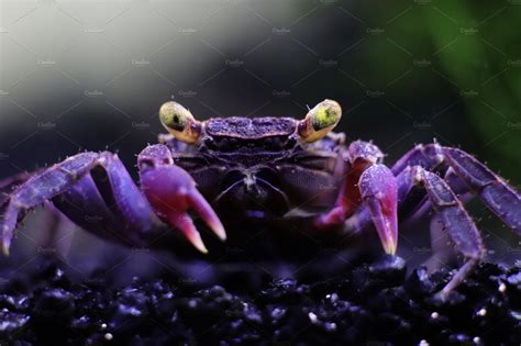 Purple vampire crab | Nature Stock Photos ~ Creative Market