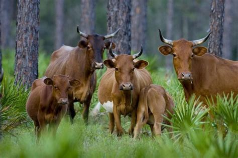 Florida Cracker cattle. | Florida, Places in florida, Old florida