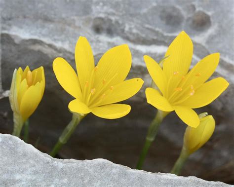 Sternbergia lutea bulbs — Buy 'Winter Daffodils' online at Farmer Gracy UK