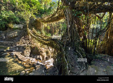 Umshiang Double-Decker Root Bridge - living bridge - is made out of the ...