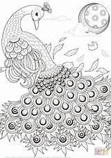 8 Best Peacocks Are The Images On Pinterest  Coloring Books sketch template