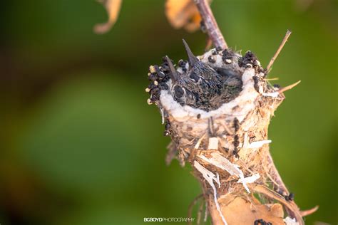 Two baby hummingbirds in nest [Tucson, AZ] : r/birding