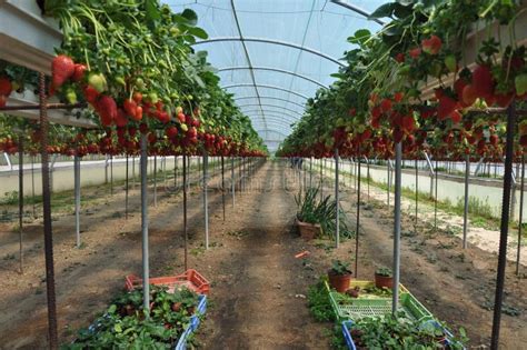 Strawberry Production Inside A Greenhouse Stock Photo - Image of flower ...