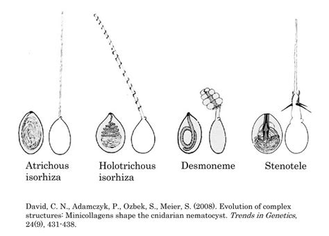 Four types of nematocysts in Hydra. | Download Scientific Diagram