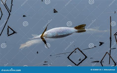 Water Strider Bug Rests on a Large Dead Fish Carcass in Lake Water ...