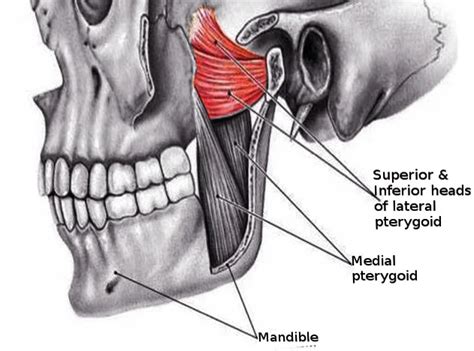 Medial pterygoid muscle Anatomy - An Tâm