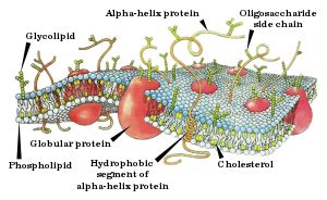 Cell membrane - Simple English Wikipedia, the free encyclopedia