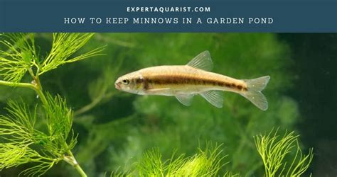 How To Keep Minnows In A Garden Pond