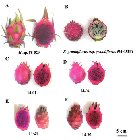 Fruits of the diploid parental species, (A) the female Hylocereus sp ...