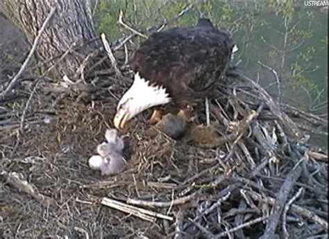 Two hatchlings dining on fresh squirrel, waiting for their sibling to ...