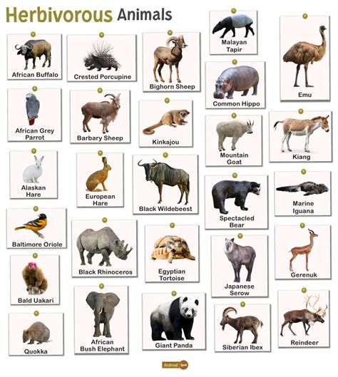 Herbivorous Animals – Facts, List, Pictures