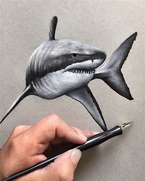 How To Draw A Shark Realistic Pencil Drawing Of A Shark How To Draw | The Best Porn Website