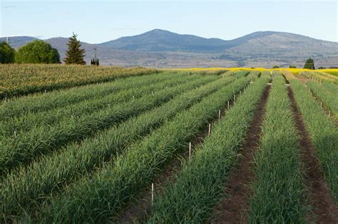 How to Grow Garlic - The New York Times