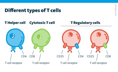 T cell function & lipid metabolism - Lipotype GmbH