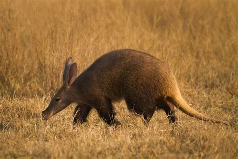 Aardvark vs Anteater: Difference Between Them & How They’re the Same