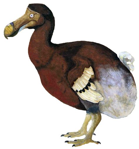 How to bring back the Dodo?. The Dodo is a large bird that lived on… | by Joey vKoningsbruggen ...