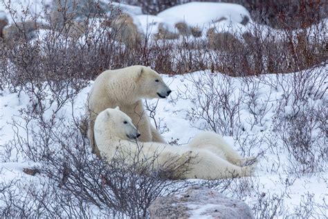 Polar bear friends - Jim Zuckerman photography & photo tours