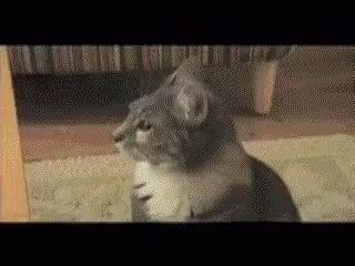 Shocked Cat GIF - Find & Share on GIPHY