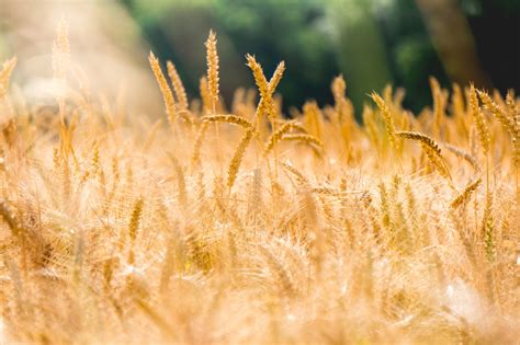 Download Sunny Summer Nature Wheat 4k Ultra HD Wallpaper