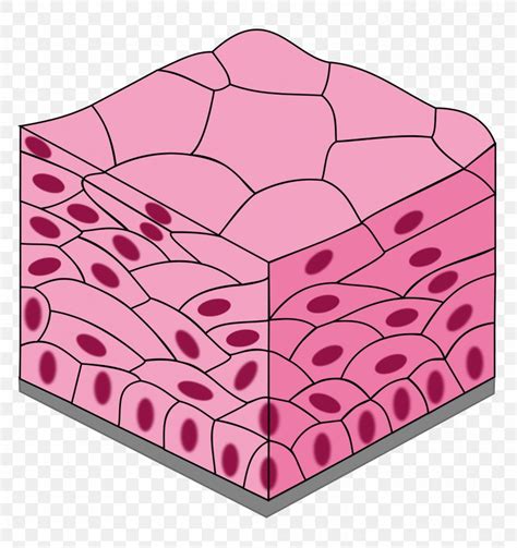 Simple Squamous Epithelium Tissue Diagram