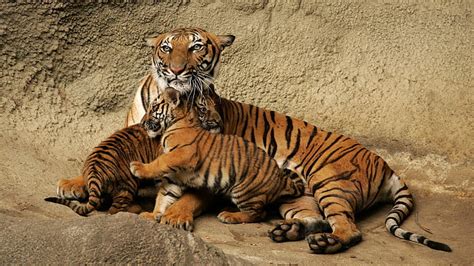 HD wallpaper: cute baby tiger cubs with mom picture, animal themes ...