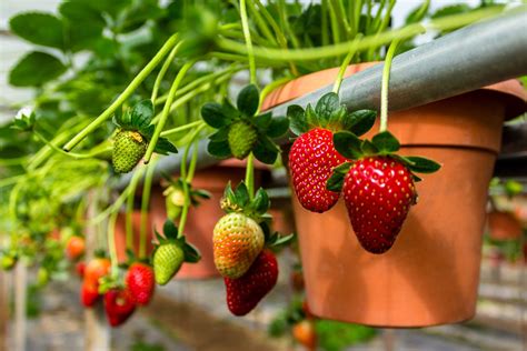 20 EASY Vegetables to Grow in Pots for Beginners - The Gardening Dad