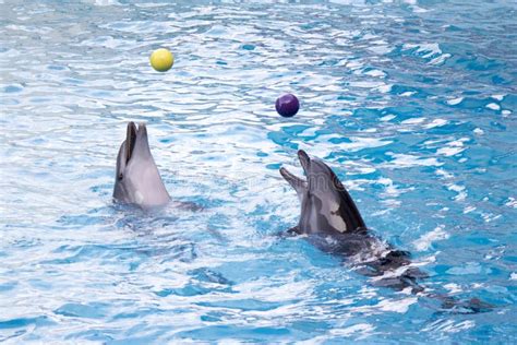 Dolphins with balls stock image. Image of blue, portrait - 33048837