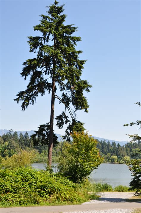 Tsuga heterophylla | Plants Direct – Victoria, BC