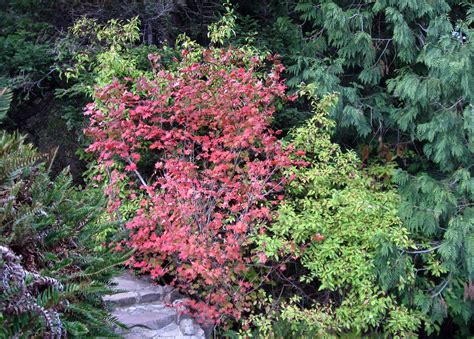 Oregon Coast Gardener: The Venerable Vine Maple