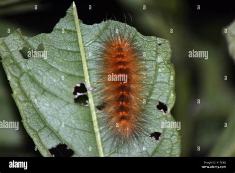 Yellow woolly bear caterpillar Stock Photo - Alamy