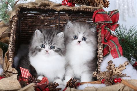 Doll Face Persian Kittens | Two sweet Doll Face Persian Kitt… | Flickr