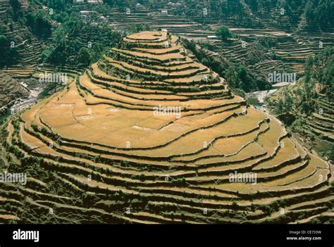 Terracing ; Terrace fields ; Terrace farming ; Step farms ; india ...