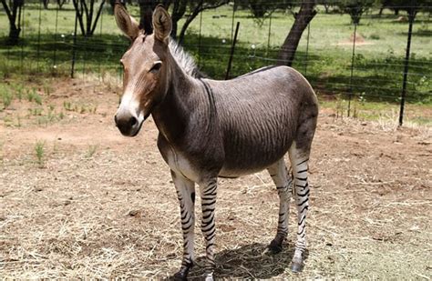 Zonkey - Description, Habitat, Image, Diet, and Interesting Facts