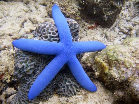 EKOGEO: BINTANG LAUT : INVERTEBRATA UNIK DI DASAR LAUT