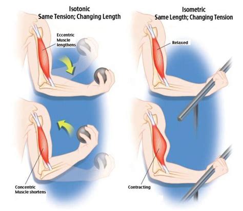 isotonic exercise - Google Search | Isometric exercises, Physical therapy assistant, Physical ...