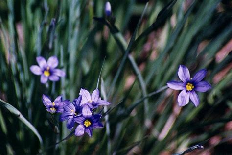 Blue Flowers